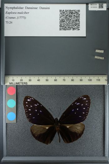 Media type: image;   Entomology 183050